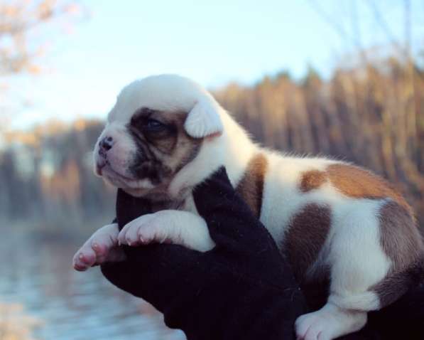 Американские бульдоги в Москве фото 13