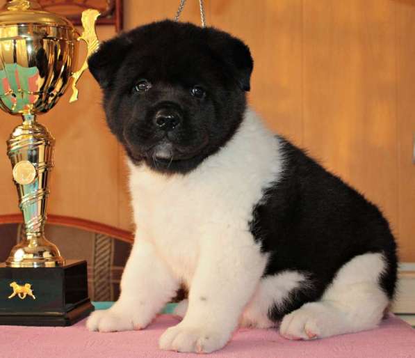 Щенки Американской Акиты в Нижнем Новгороде фото 8