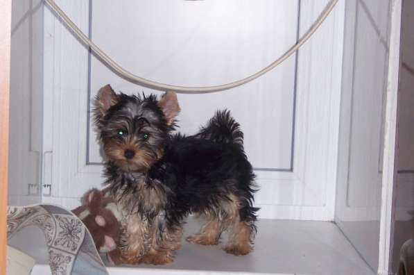 Йорк в Екатеринбурге фото 3