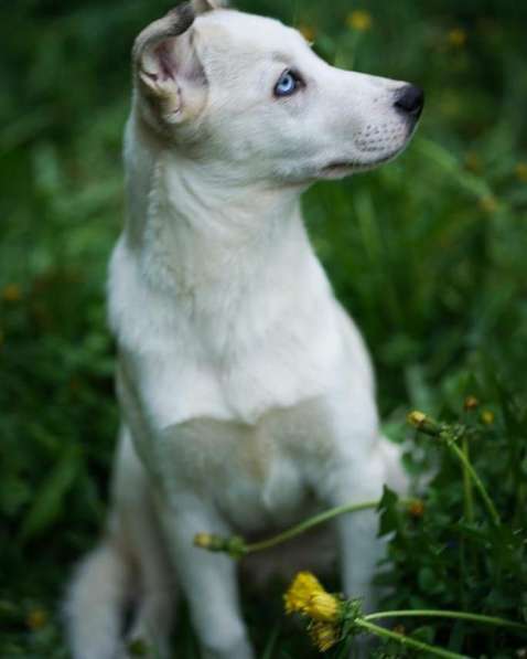 Метис хаски Ева ищет дом в Москве фото 5