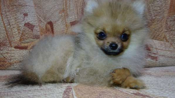 Щенок померанского шпица- микро - медвежонок в фото 12