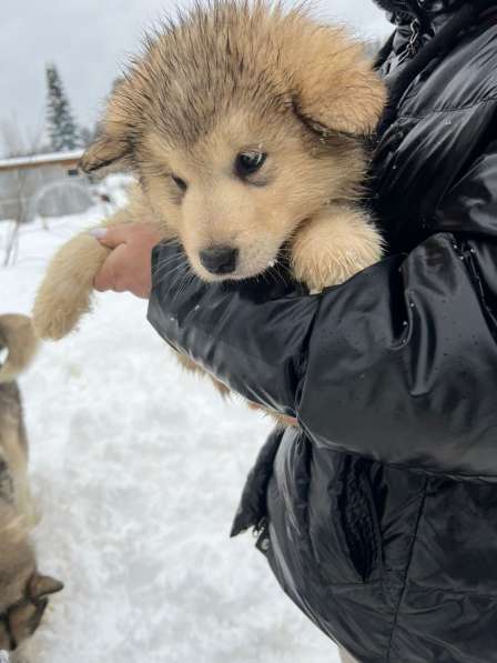Продам щенков аляскинского маламута, без документов в Междуреченске фото 5