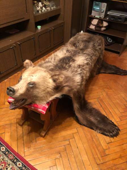 Шкура медведя в Москве фото 3