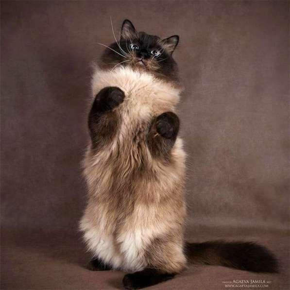 МАМОЧКИН СИБИРЯК в Москве фото 4