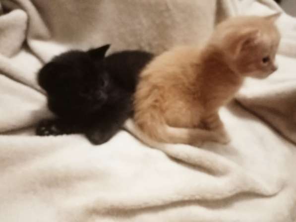 Отдам малышей исключительно в добрые ручки! в Самаре фото 6