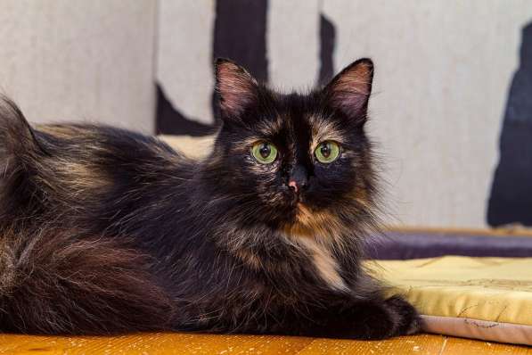 Эсми – космическая красота. Молодая кошечка в дар в Калуге фото 16