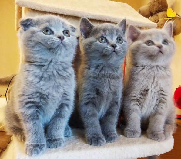 Продажа шотландцев в фото 14