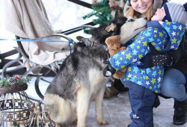 Женихи хаски для вязки