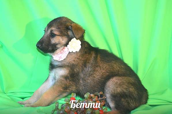 Щенки-девочки Беста, Бетти, Бесси Возраст 2 мес в Санкт-Петербурге фото 5