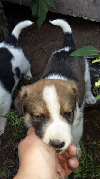 Щенки ищут хозяина в Красноярске фото 19