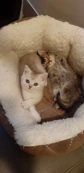 Милые шотландские/британский котята в фото 11