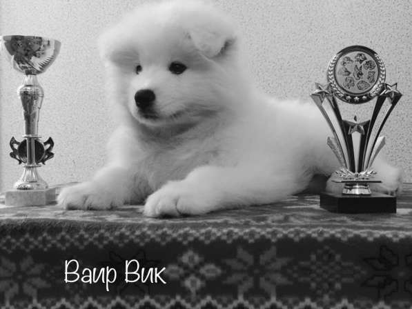 МИЛЫЕ САМОЕДЫ в Перми фото 7