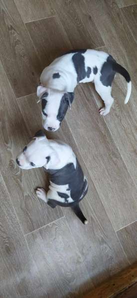 Шикарные щенки Амстаффа от Чемпиона в фото 12