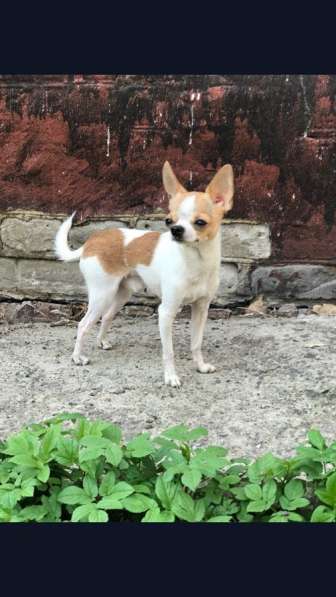 ВЯЗКА ВЕС 1,450 в Москве фото 10