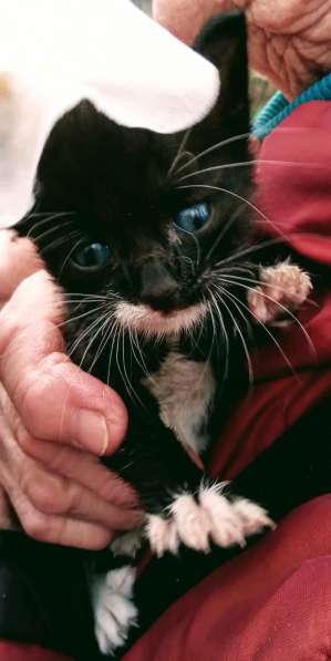 Масик Тарасик ищет любящий дом в Москве фото 22