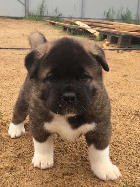 Замечательные щенки американской акиты