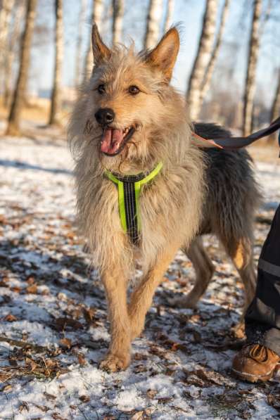 Трогательный Чарлик ищет дом в Москве фото 37