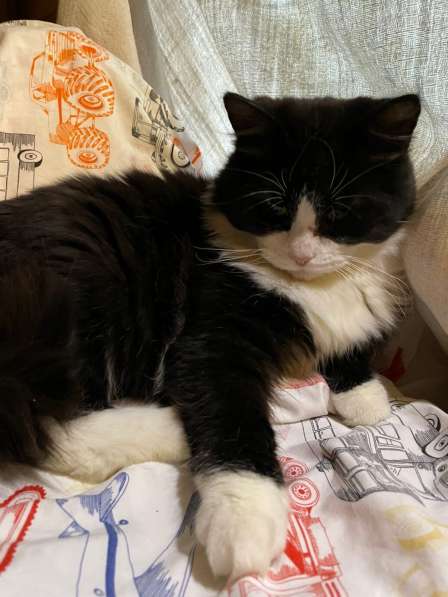 Роскошный нежный молодой котик в Санкт-Петербурге фото 13