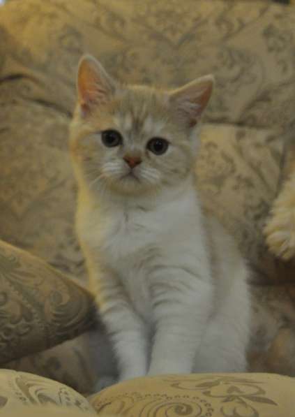 Шотландские котята c родословной в Мурманске фото 9