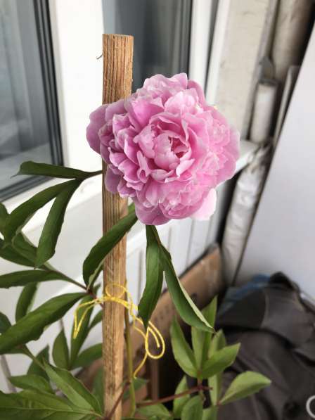 Пион розовый в Москве фото 9