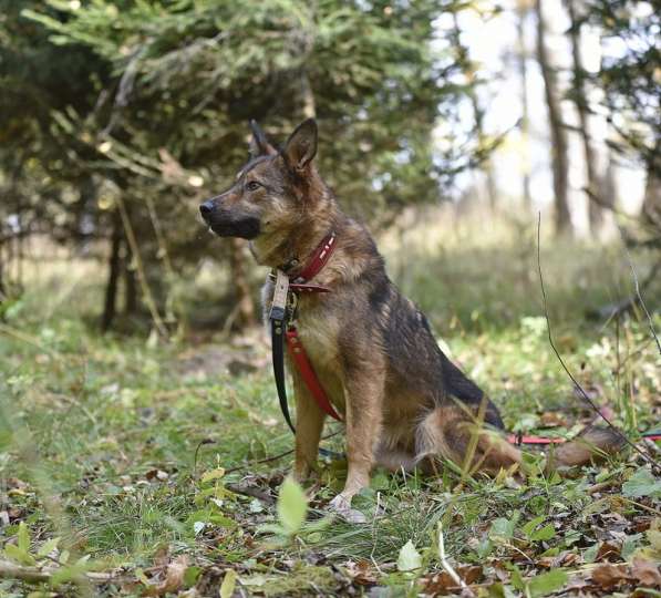 Молодая собачка Динга ищет семью в Москве фото 19