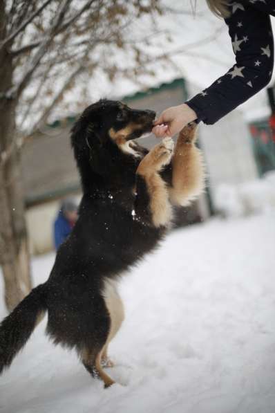 Чудо-собачка Фиби ищет семью в Москве фото 7