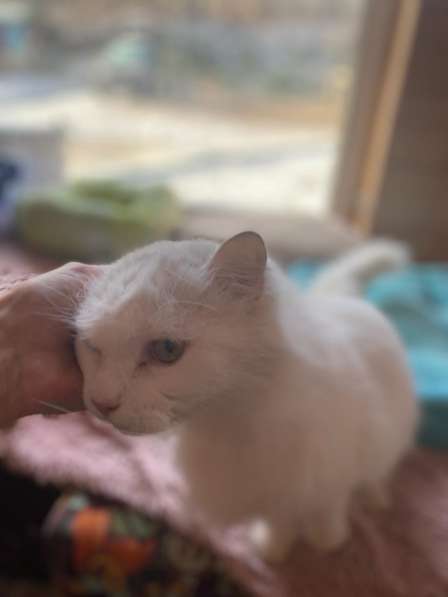 Белый, пушистый и очень ласковый кот в Санкт-Петербурге фото 9