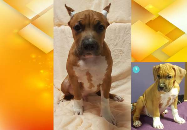 Щенки амстаффа в Москве фото 30