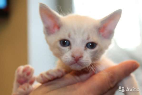 Продабтся котята в Санкт-Петербурге фото 4