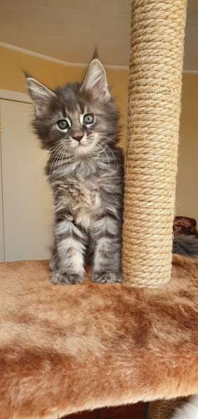 Котята Мейн-кун в Санкт-Петербурге