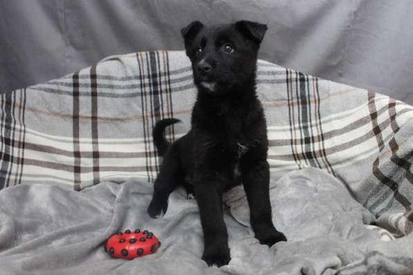 Черный щенок со звездочкой на груди в Санкт-Петербурге фото 30