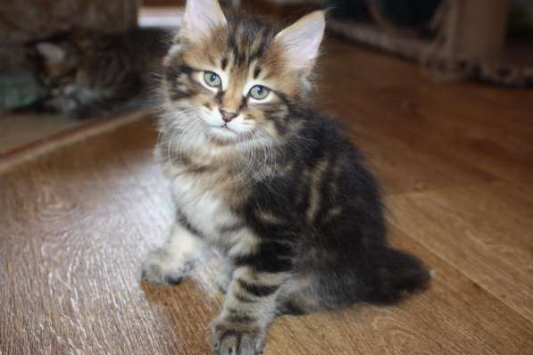 Курильский бобтейл - котята золотого окраса в Краснодаре фото 22