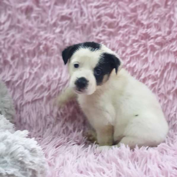 Щенок белая девочка в Краснодаре фото 8