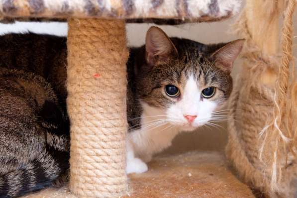 Скромный Гарри в поисках уютного дома