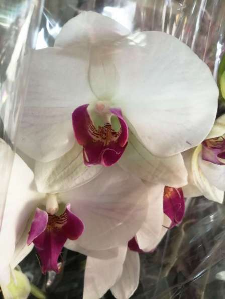 Орхидея в Невинномысске фото 9