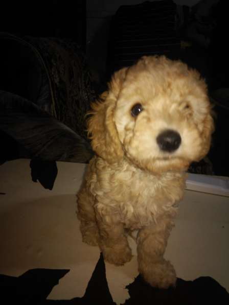 Предлагаю щенков карликового пуделя в Симферополе фото 7