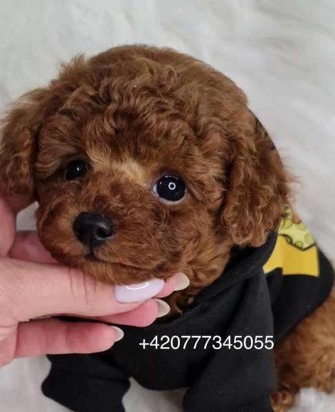 Toy poodle red brown в фото 6