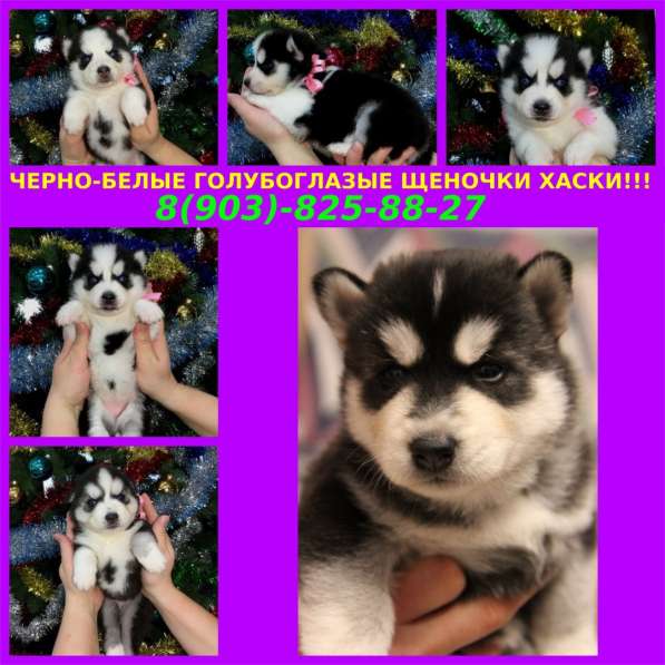 Красивые сибирские хаски