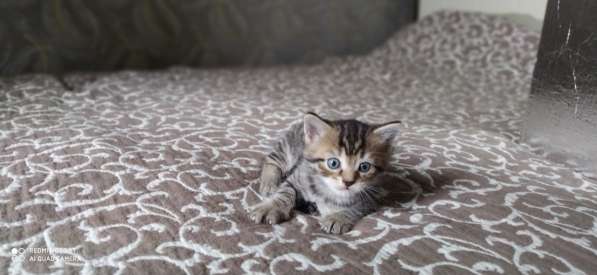 Котята в Томске фото 12