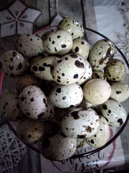 Яйца и мясо перепелов домашнее в Керчи