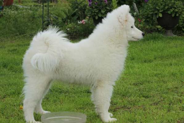 Перспективная девочка Самоедской собаки От привозной пары в Санкт-Петербурге фото 3