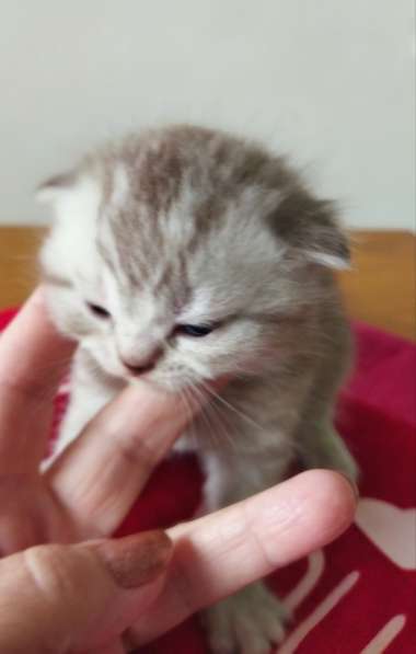 Скоттиш фолд и Скоттиш страйт шиншиллыРодословная в фото 7