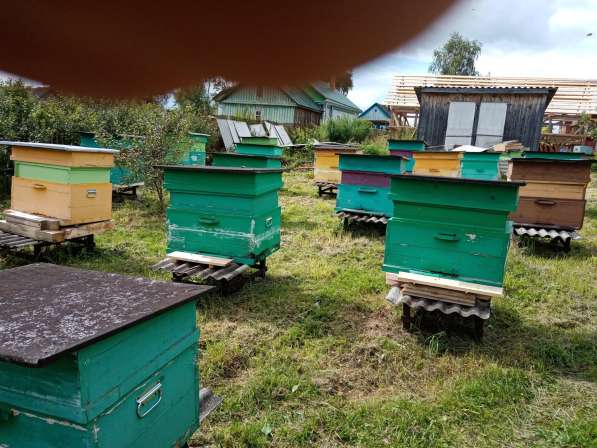 Продаю пчёл средне русские скрещенве с корпаткоми