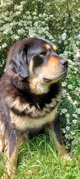 Tibetan mastiff в фото 3