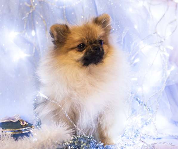 Шпиц девочка медвежонок в Москве фото 3