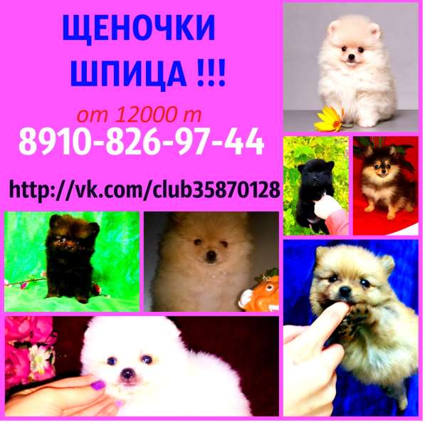 Яркие Щеночки Шпица. разных окрасов в Тутаево