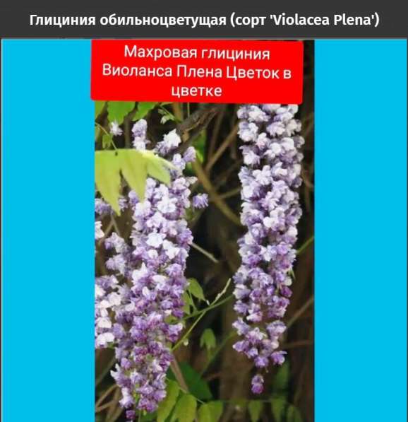 Глициния обильноцветущая (сорт 'Violacea Plena') в Краснодаре фото 4