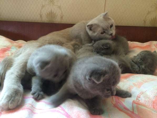 Британские и шотландские котята в Обнинске фото 3