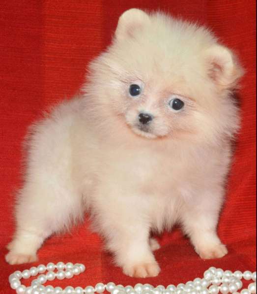 Померанский шпиц в 