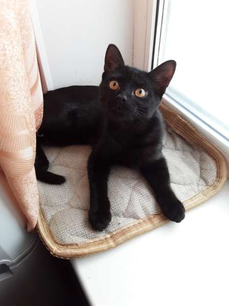 Активный и красивый котёнок черный с полосочками,3 месяца в Коломне